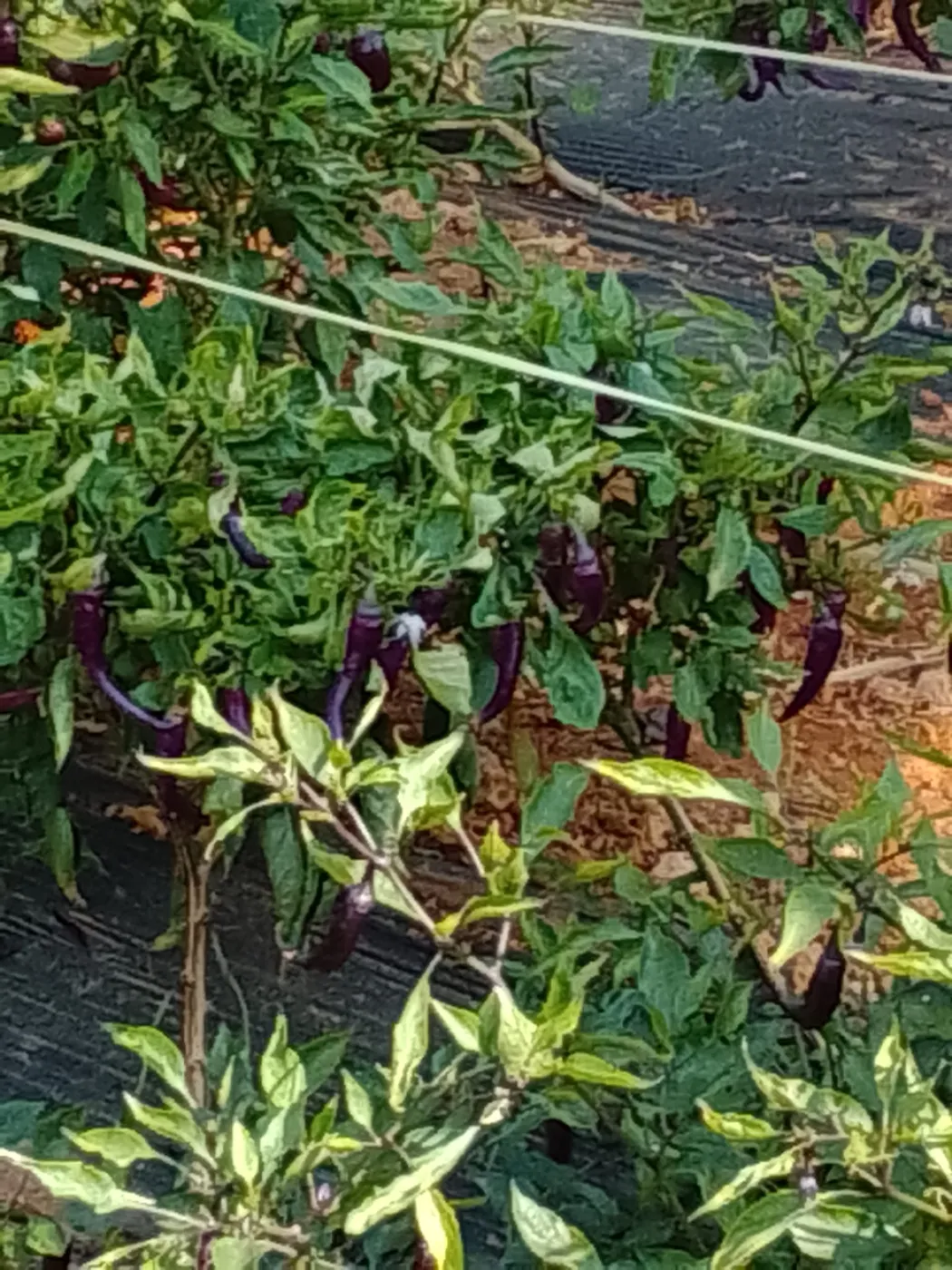 Violette Chilis am Strauch
