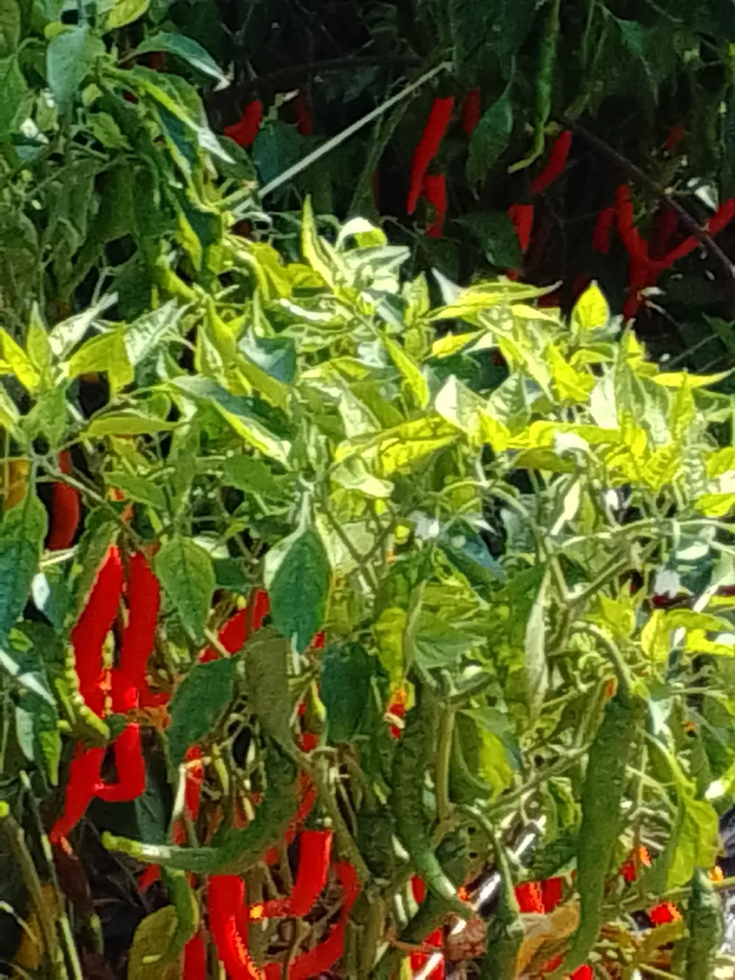 Reife rote Chilis im BUTXI Eigenanbau