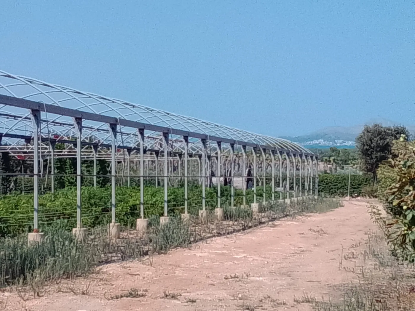 Chilifeld auf Mallorca mit Blick zur Küste