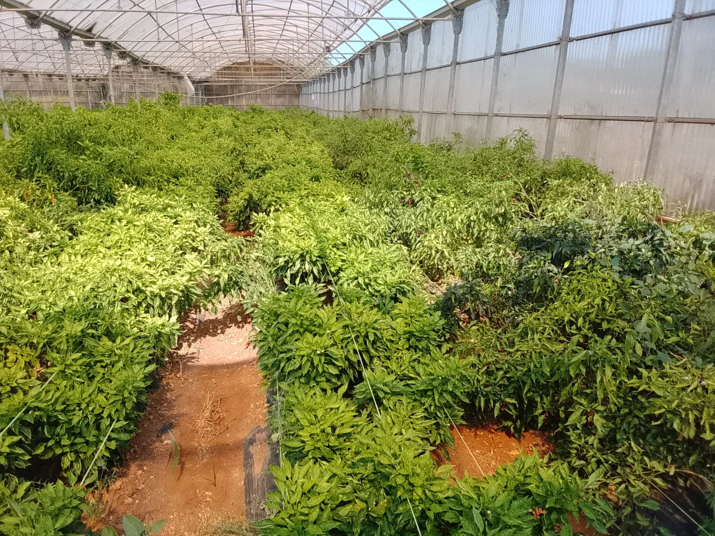 Chilipflanzen im BUTXI Gewächshaus auf Mallorca