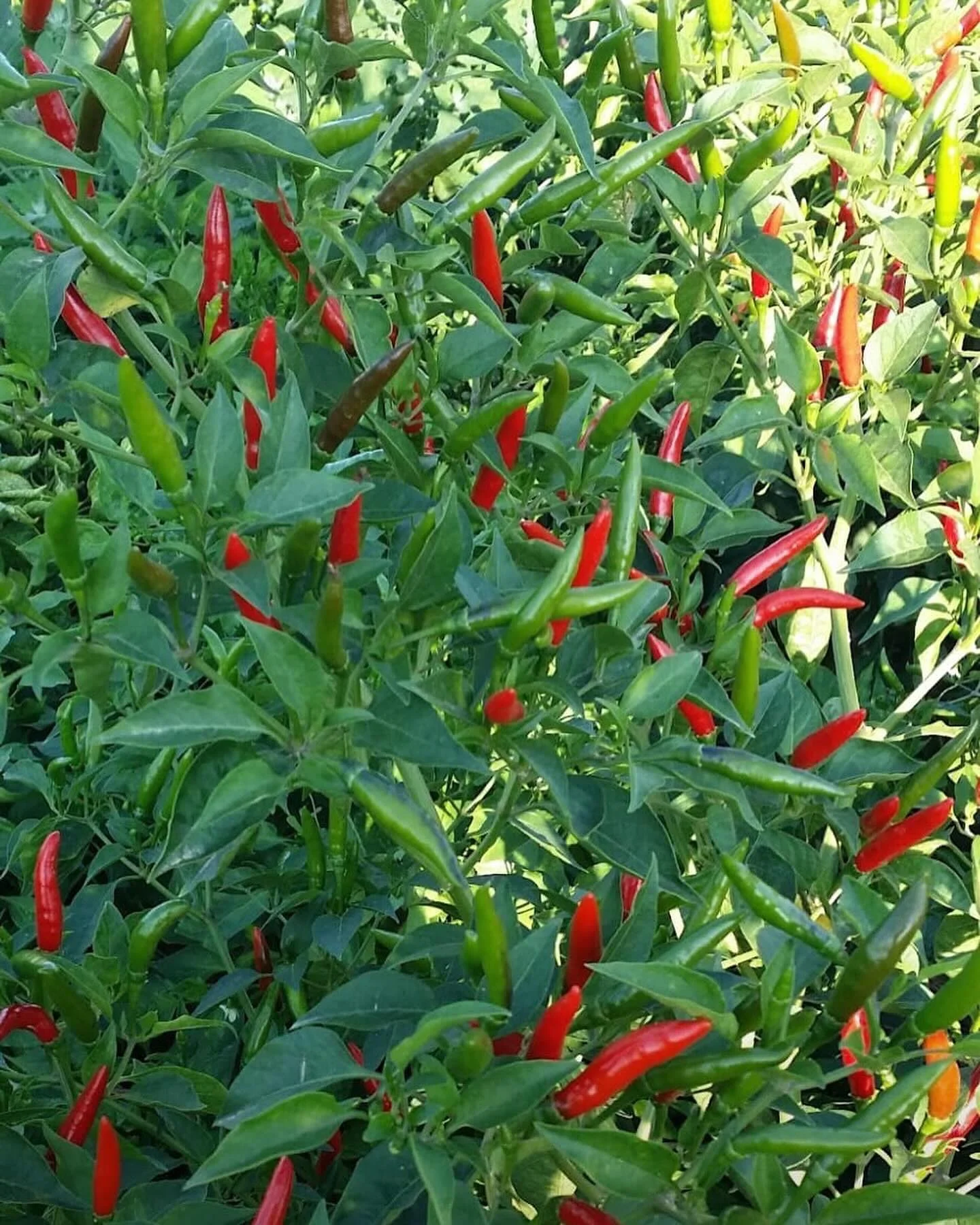 Chilipflanzen im BUTXI Eigenanbau